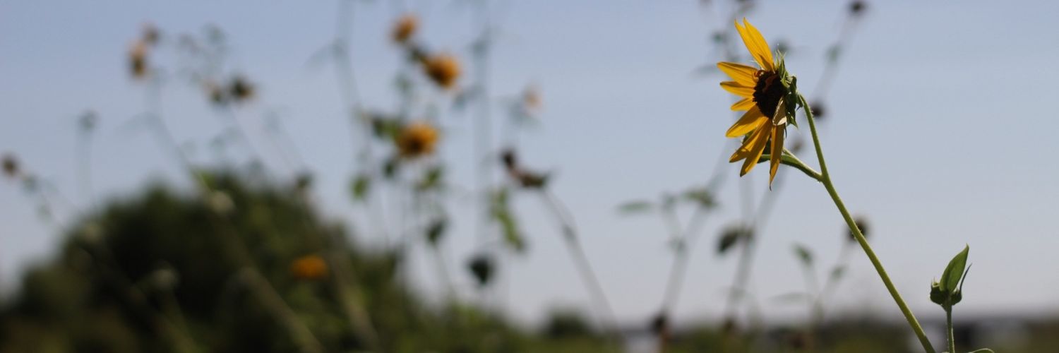 ARegularWalker's profile banner image
