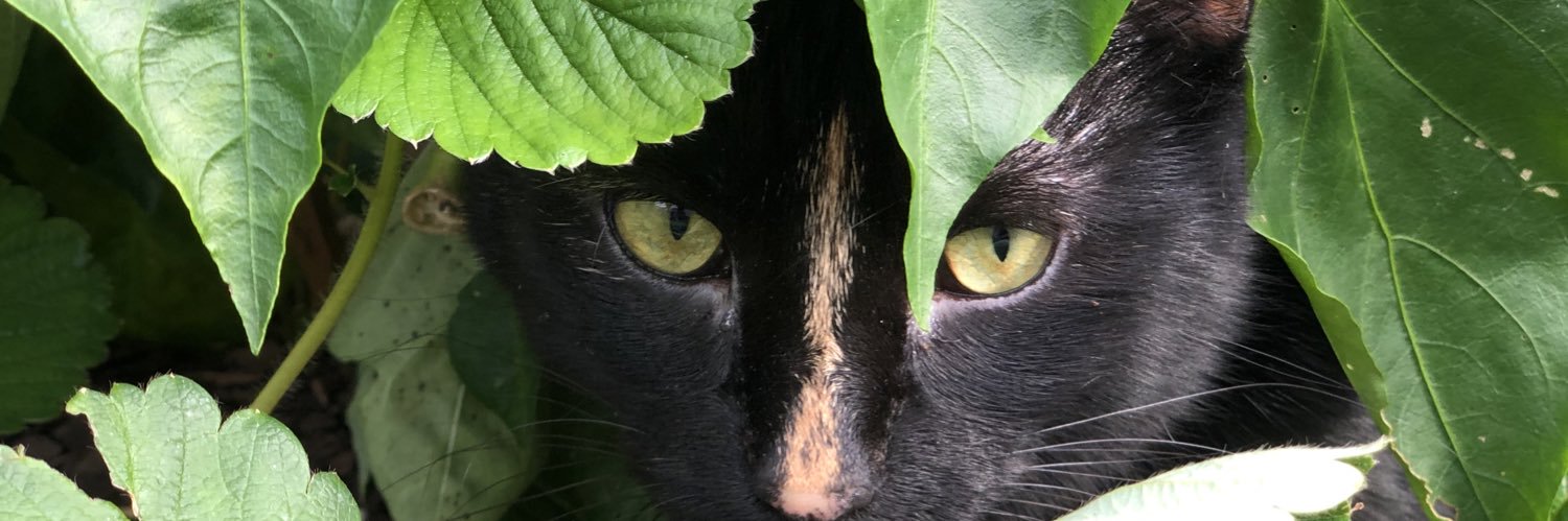 jamieepage's profile banner image