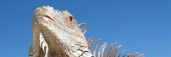 infodon Profile Banner