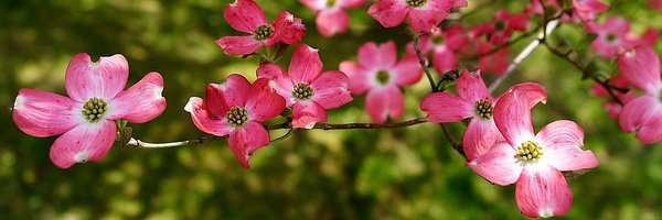 AshlyWithoutAnE Profile Banner