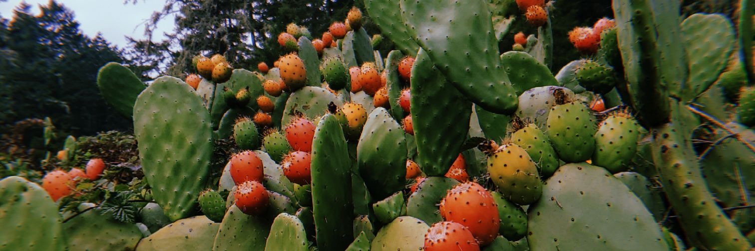 victoria vera banner