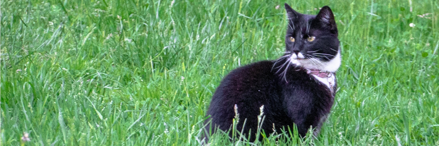 Andreas Strømberg banner