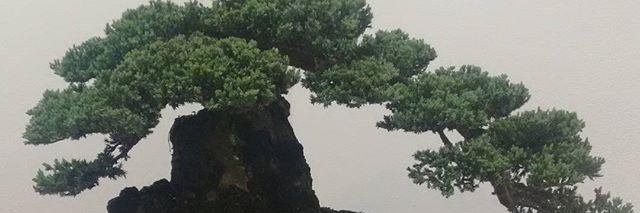 B_Yanami's profile banner image