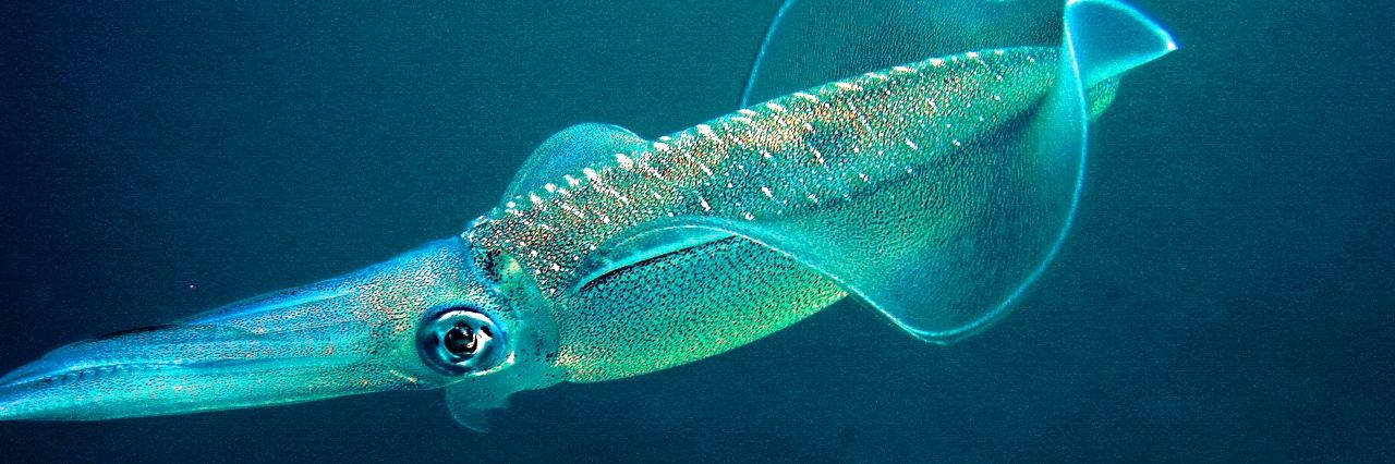 ゲソの極み banner