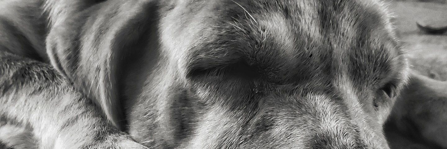 Novita Anggraeni banner