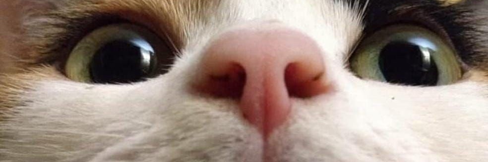 Gatito que tuitea cosas's banner