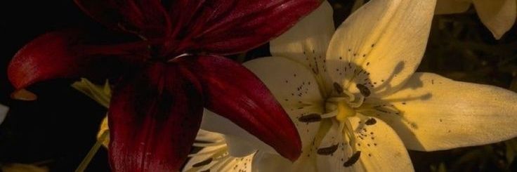 _rzmlyn's profile banner image