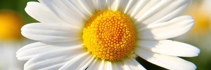 Jenna Sanderson banner