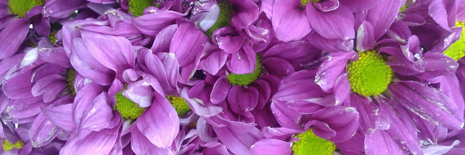 amel_nufus's profile banner image