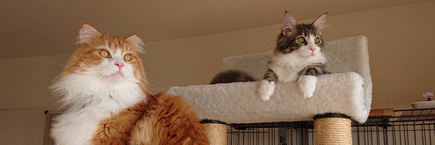 w_katze's profile banner image