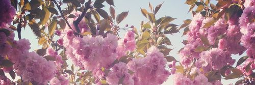 Everita17's profile banner image