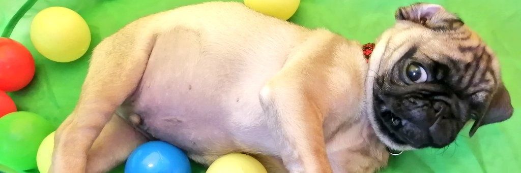 パグのピーちゃん banner