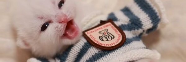 shinrichiro Profile Banner