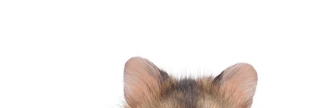 softlymjj's profile banner image