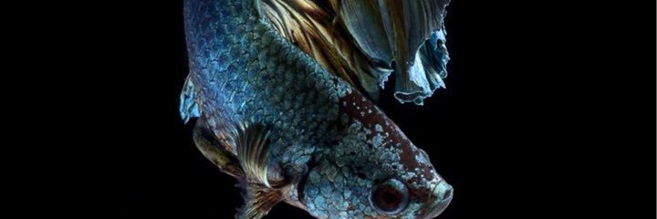 yuttitham's profile banner image