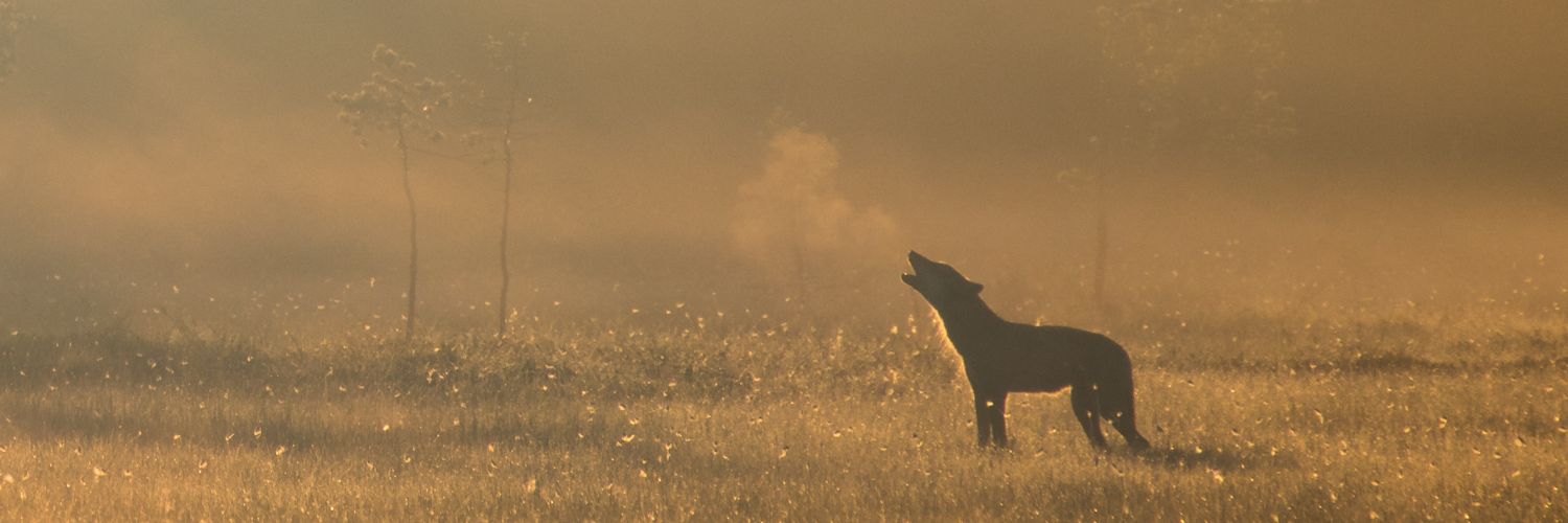 Birding Standards banner