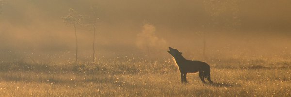 birdingstandard Profile Banner