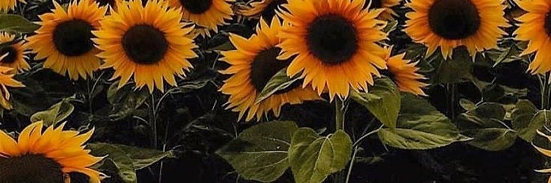 elenaferrantefp's profile banner image