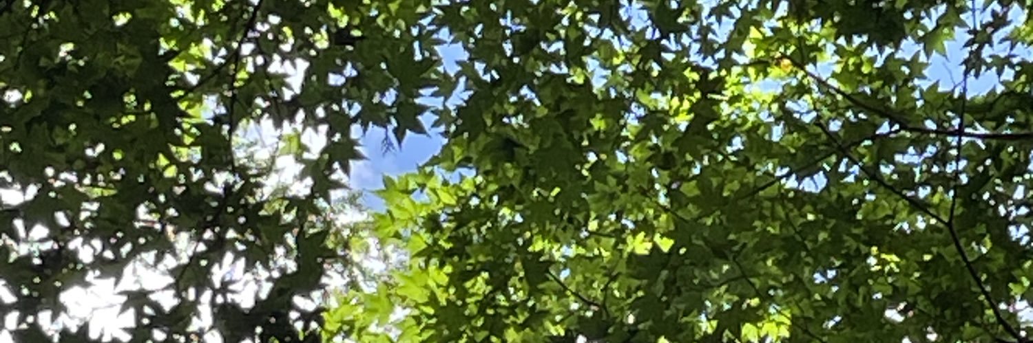 clearNica's profile banner image