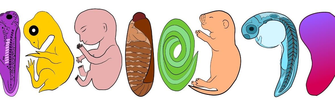 Public Journal Club Developmental Biology banner