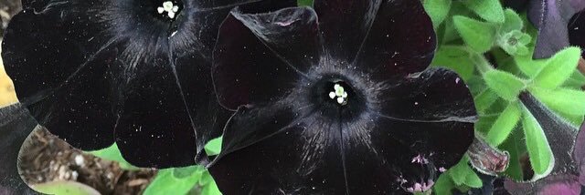 namedwu's profile banner image