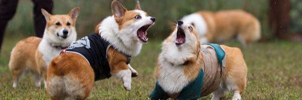 corgi0714's profile banner image