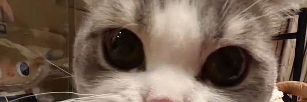 plqjoel Profile Banner