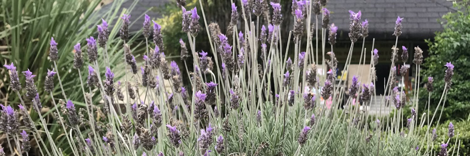 Luciana Betenson banner