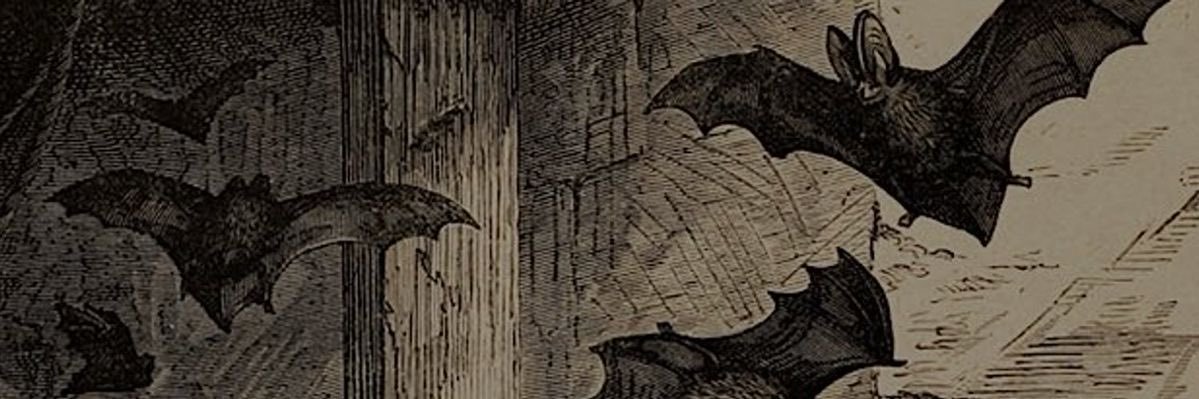 iibaras's profile banner image