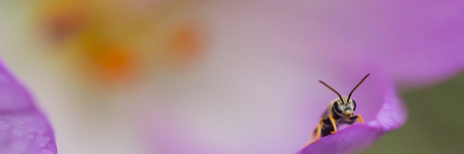 Felix Fornoff banner