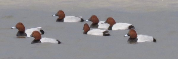 DurhamBirdClub Profile Banner