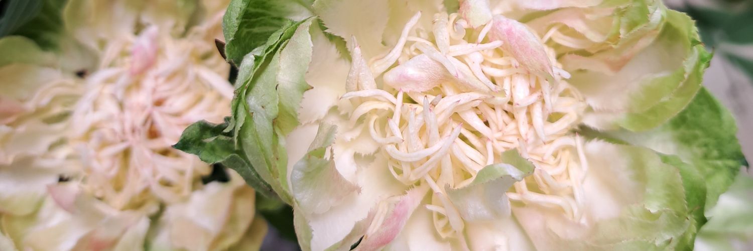 LiseliBluemer's profile banner image