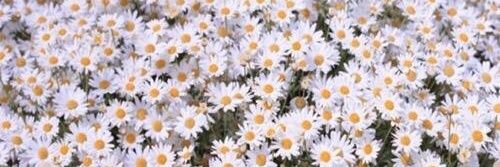 C banner