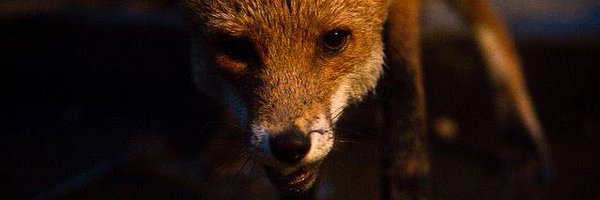 SeanMJarvis Profile Banner