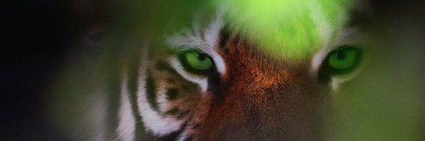 _PreciousO Profile Banner