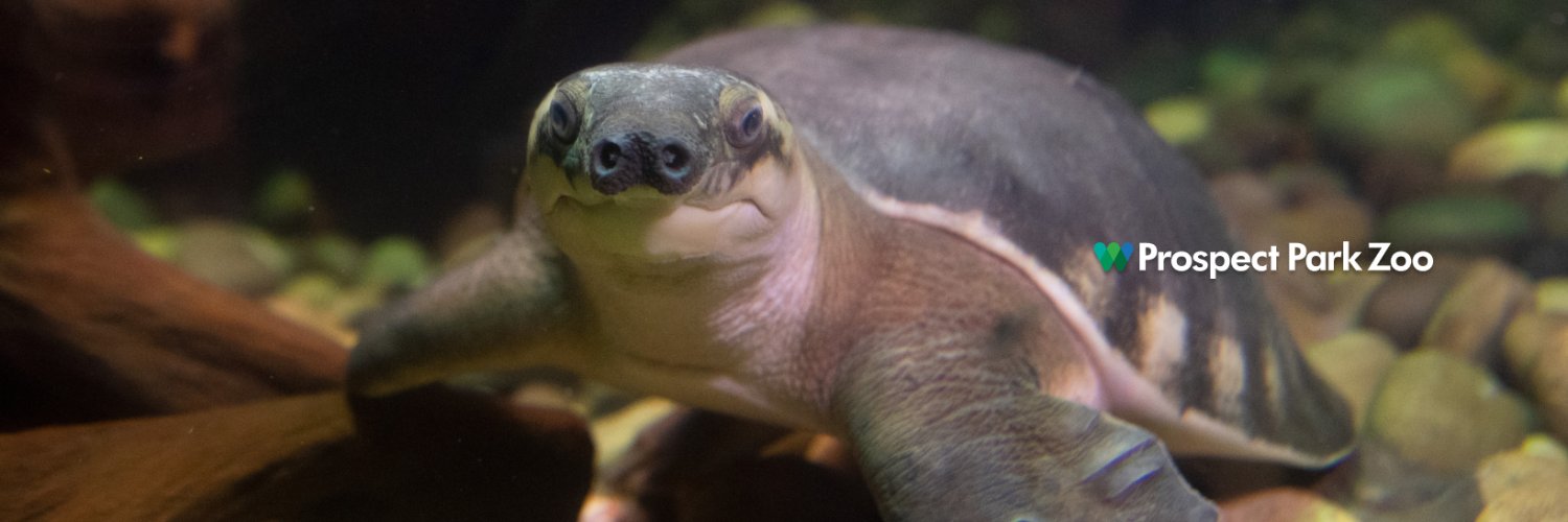 prospectparkzoo's profile banner image