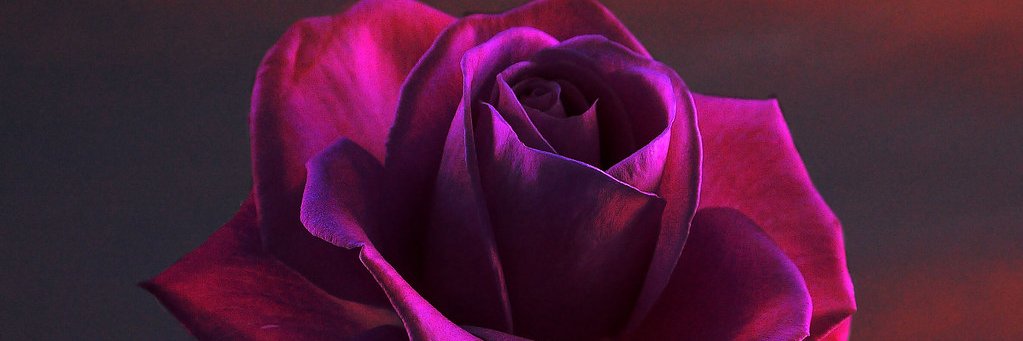 ❦ ― 𝐏𝐢𝐧𝐤 𝐈𝐧𝐟𝐥𝐮𝐞𝐧𝐜𝐞 banner