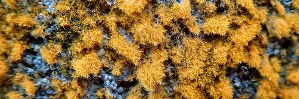 IslandsAlgae Profile Banner