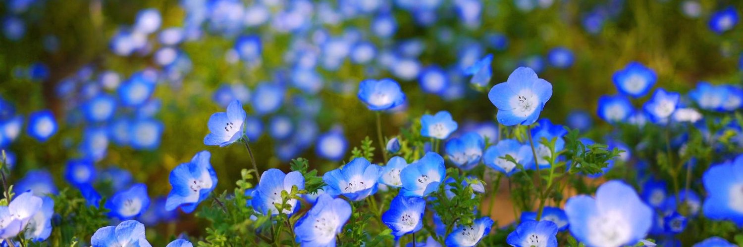 bluffingnicky's profile banner image