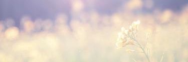 imymemineeee's profile banner image