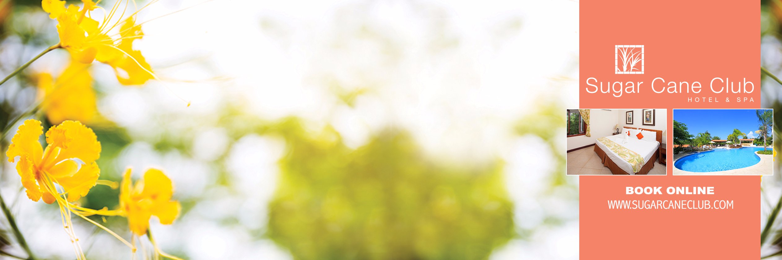 Sugar Cane Club (@sugarcaneclub) / Posts / X