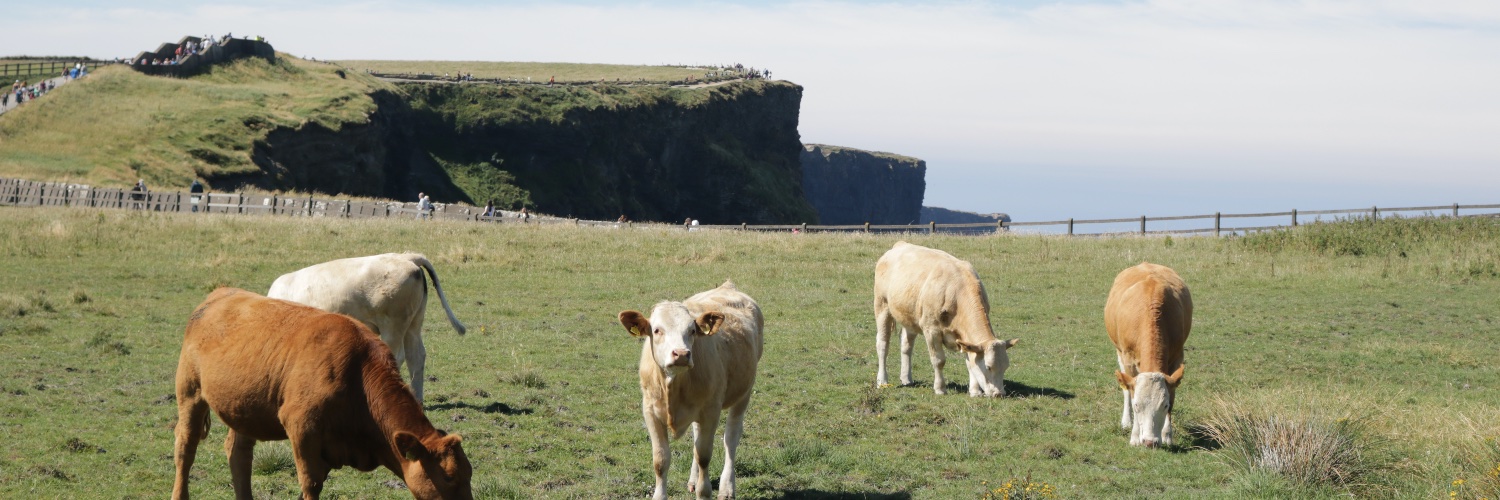 Andrew D. Searles banner