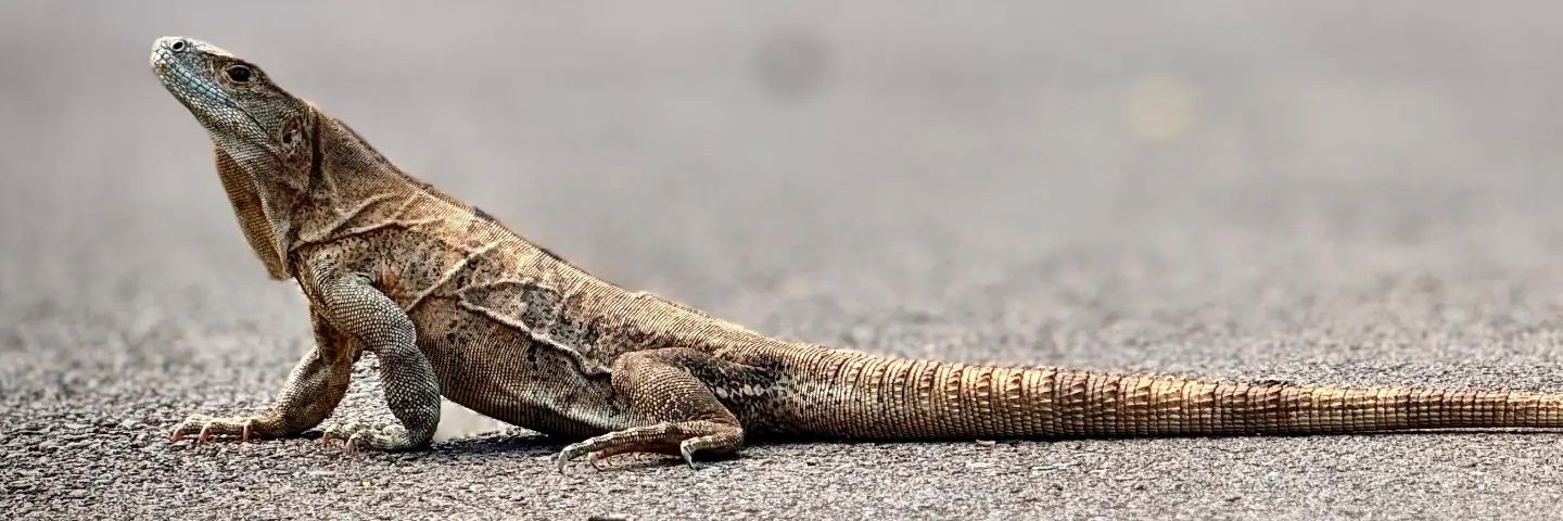 BenjaSolar's profile banner image