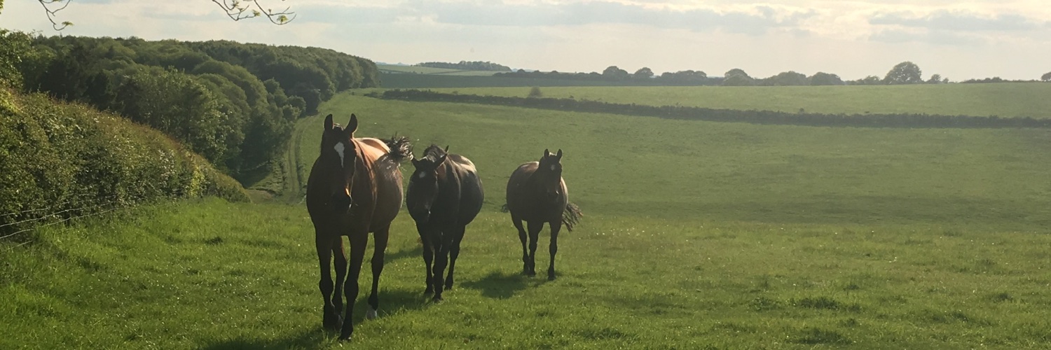 HappinessHorsebox banner