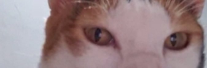 plamamiew's profile banner image