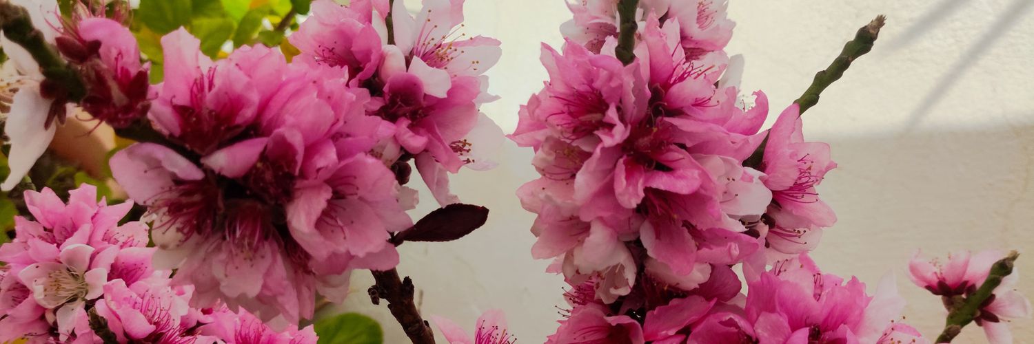 Ana Millán banner
