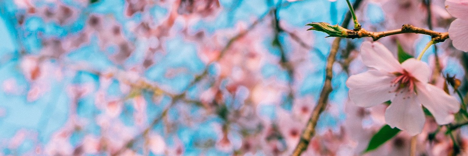 Z_Yasmi's profile banner image