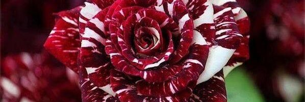 CuevasQuintero's profile banner image