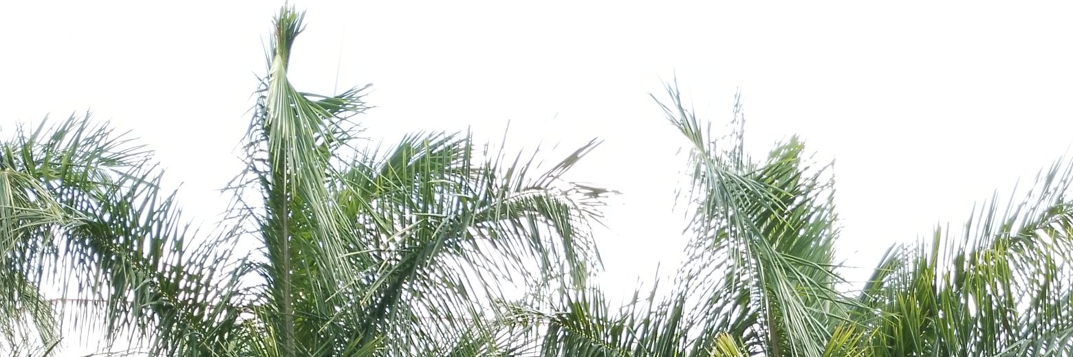 mujefu's profile banner image