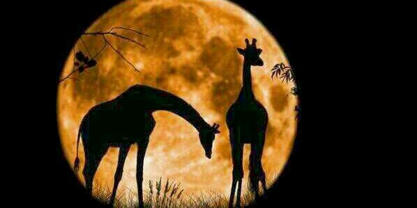 markmrfab's profile banner image